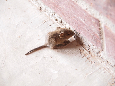 [Mouse sits facing the brick wall with its eyes shut, its nose touching the wall, and its tail perpendicular to the wall.]